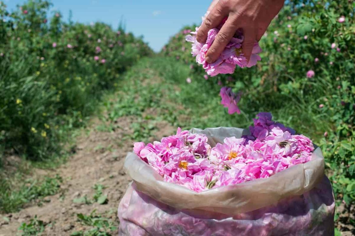 گل محمدی جدید طبیعی زیبا