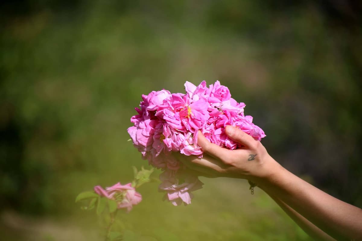 گل محمدی طبیعی