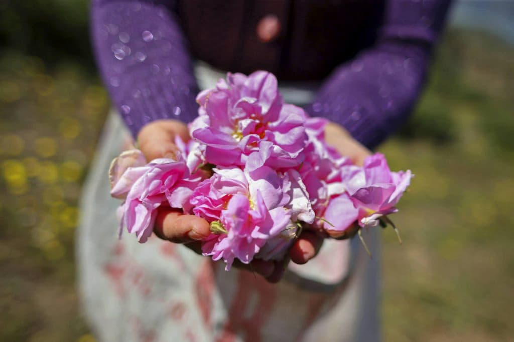 گل محمدی غنچه