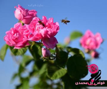 بذر گل محمدی صد پر| قیمت مناسب خرید عالی