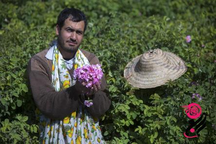 فروش نهال گل محمدی در مازندران| قیمت مناسب خرید عالی